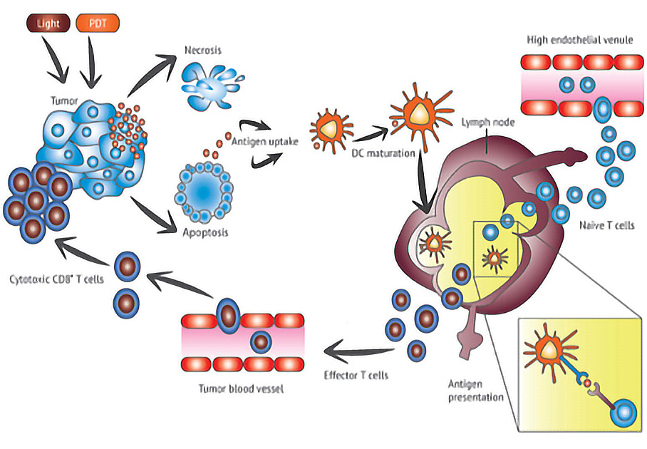 Immunothérapie des cancers